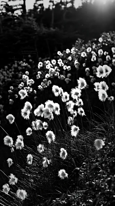 Cottongrass meadow glow during golden hour - AI-generated stock image