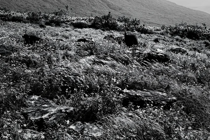 Black and white yamanashi regenerative meadow with basalt stones and green grass - AI-generated stock image