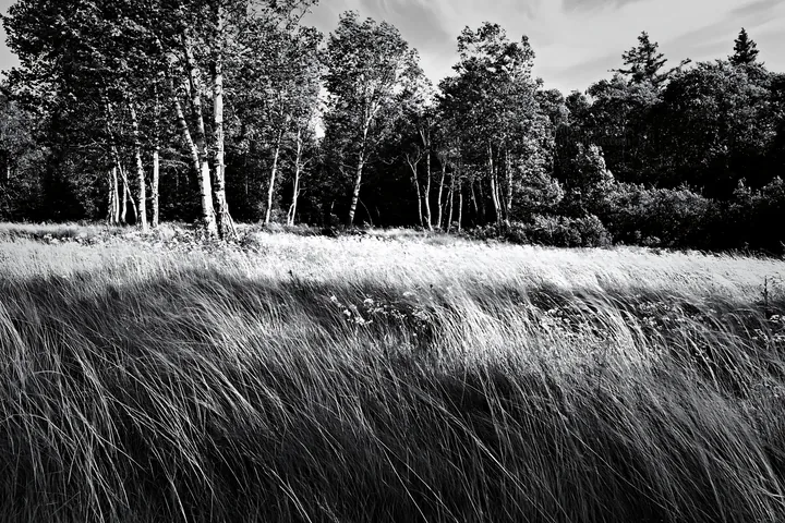 Black and white birch forest meadow with tall grasses and green trees - AI-generated stock image