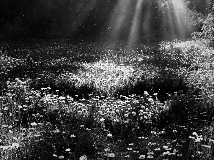Meadow with Christmas lights and sunbeams shining through clouds - AI-generated stock image