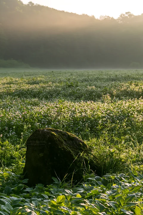 Miyagi spring recovery meadow mossy stone in a quiet field - AI-generated stock image