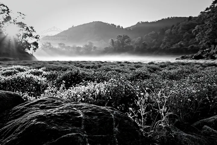 Black and white kyoto spring wildflower meadow stone foreground - AI-generated stock image