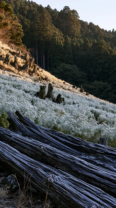 Wakayama autumn meadow weathered wood foreground - AI-generated stock image