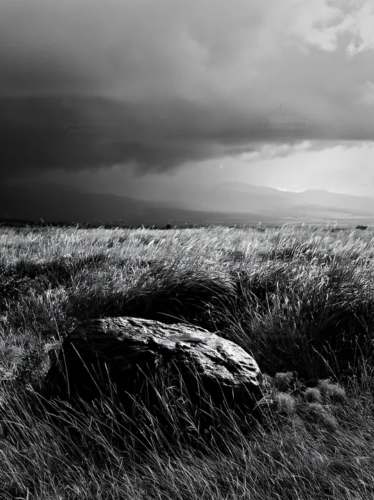 Black and white aomori climate resilient meadow with boulder - AI-generated stock image