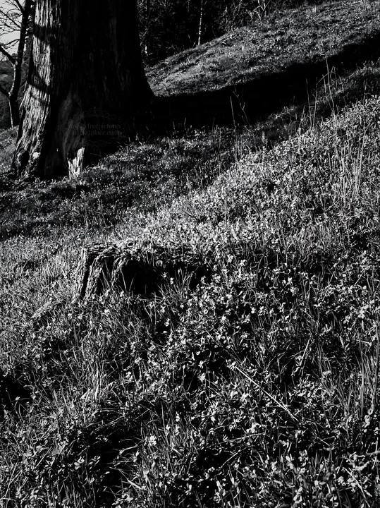 Fukushima meadow with weathered stump and grass - AI-generated stock image