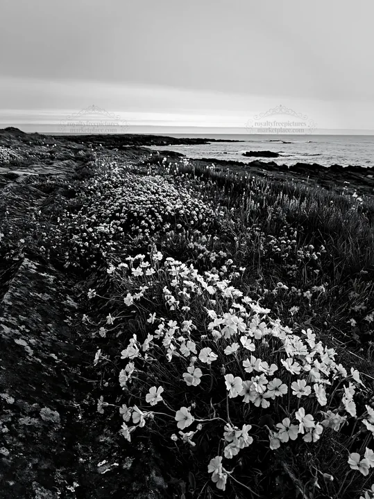 Black and white biodiverse meadow with flowers and coastline at sunset - AI-generated stock image