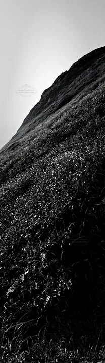 Black and white coastal cliff meadow with green grass and wildflowers - AI-generated stock image