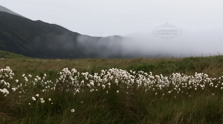 Meadow with seedheads and distant mountains covered in fog - AI-generated stock image
