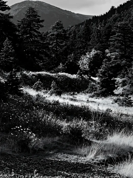 Regenerative meadow in black and white under mountain backdrop - AI-generated stock image