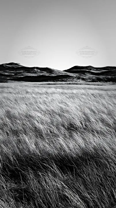 Black and white tottori windy meadow with dune grasses under clear blue sky - AI-generated stock image