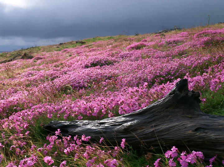Chiba coastal climate meadow driftwood foreground - AI-generated stock image