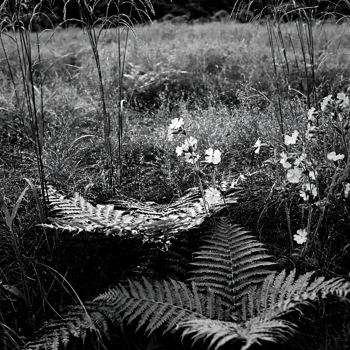 Black and white nara summer meadow with fern foreground and pink flowers - AI-generated stock image