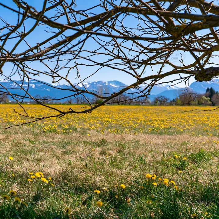 Dandelion orchard meadow with distant mountains and blue sky - AI-generated stock image