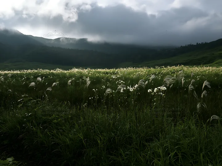 Akita snowmelt meadow with silver grasses under cloudy sky - AI-generated stock image