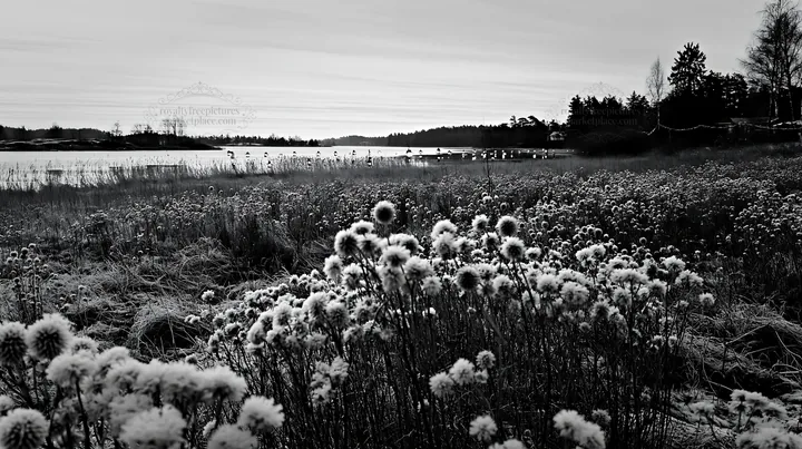 Frost-covered seedheads in Christmas meadow near lake - AI-generated stock image
