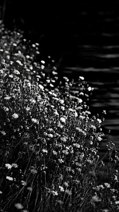 Black and white german lakeside meadow with wildflowers near the water - AI-generated stock image