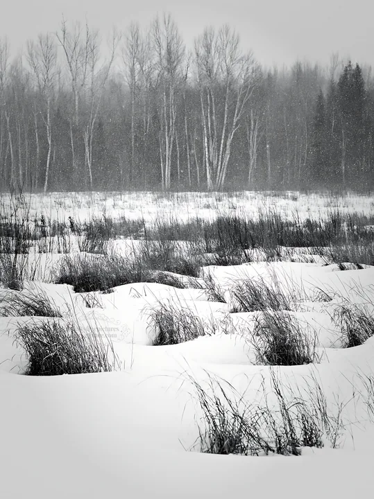 Snowbound meadow with grass and trees in a winter scene - AI-generated stock image