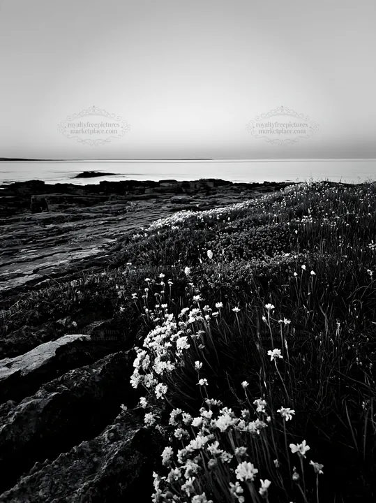 Biodiverse meadow by the ocean at dusk - AI-generated stock image
