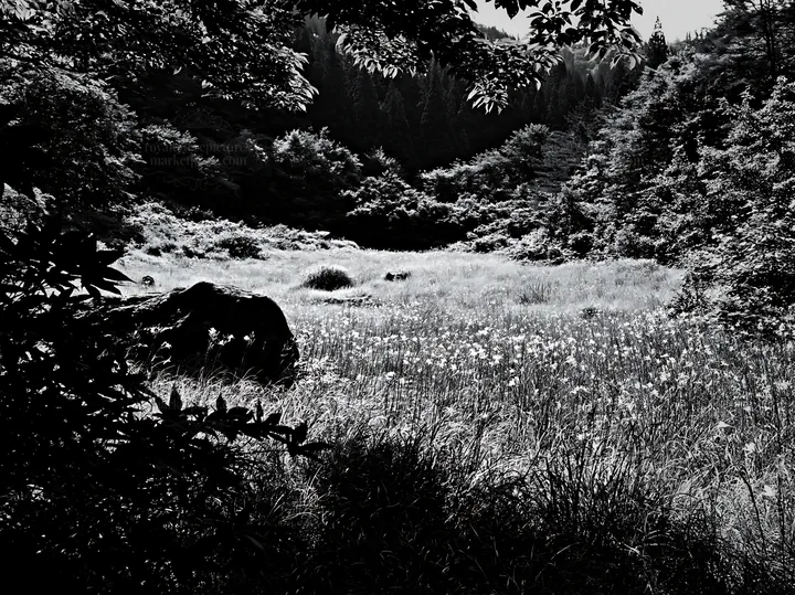 Meadow with boulder in Aomori surrounded by trees - AI-generated stock image
