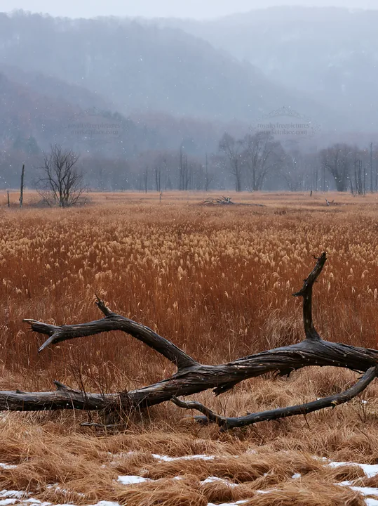 Yamagata rewilded meadow fallen branch foreground under gray sky - AI-generated stock image
