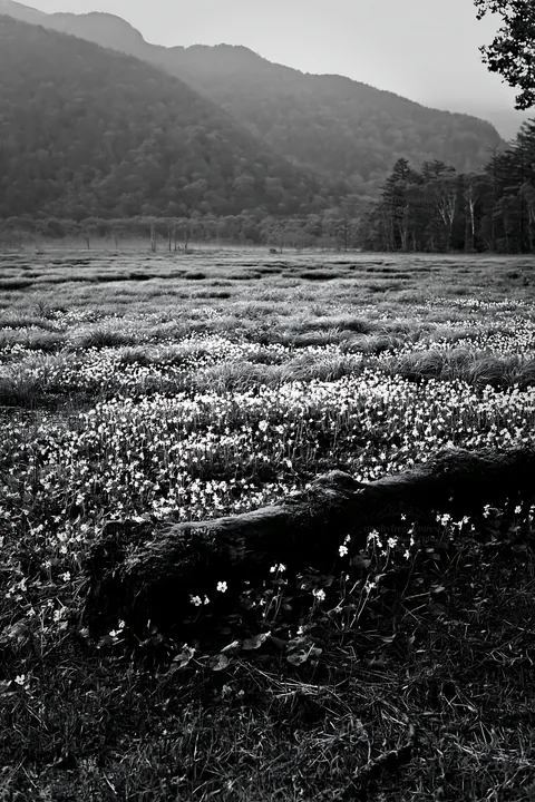 Black and white gifu low carbon meadow mossy log in a natural setting with flowers - AI-generated stock image