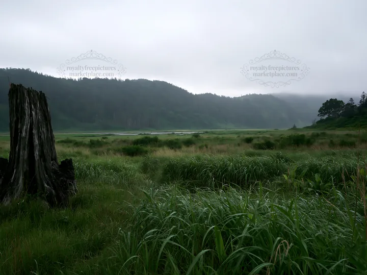 Fukushima native meadow with weathered stump in overcast setting - AI-generated stock image
