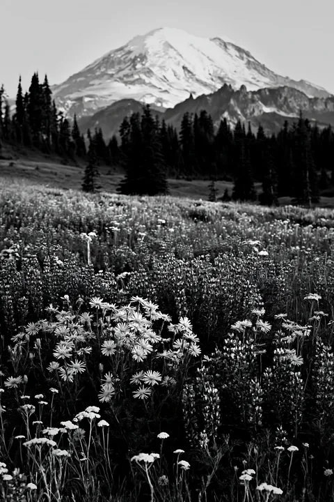 Mount Rainier wildflower meadow at sunrise - AI-generated stock image