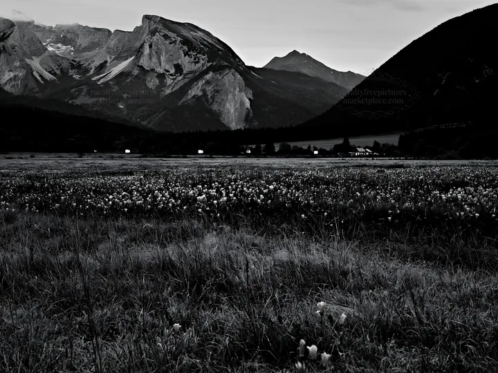 Wide meadow with flowers and lights in a mountain setting - AI-generated stock image