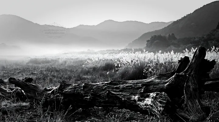 Wakayama autumn meadow with weathered wood in foreground - AI-generated stock image