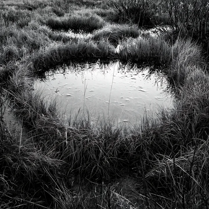 Black and white akita snowmelt meadow with silver grasses shows water and plants - AI-generated stock image