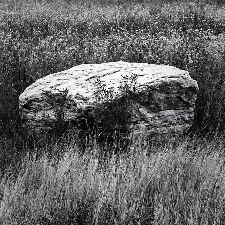 Black and white nagano drought resilient meadow granite boulder in tall grass - AI-generated stock image