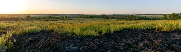 Regenerative meadow in the early morning light across the landscape - AI-generated stock image
