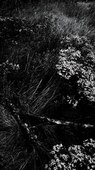 Black and white yamagata rewilded meadow fallen branch foreground with yellow flowers - AI-generated stock image