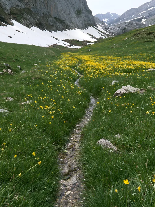 Buttercup meadow with stream and rocky mountains in the background - AI-generated stock image
