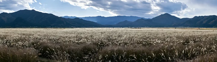 Fukui native grass meadow with rain droplets in the background - AI-generated stock image