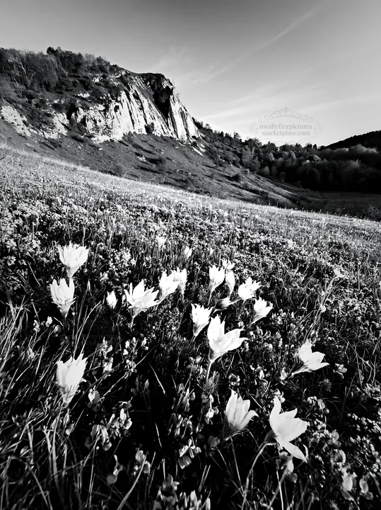 White pasqueflowers in a chalk meadow with rocky cliffs - AI-generated stock image