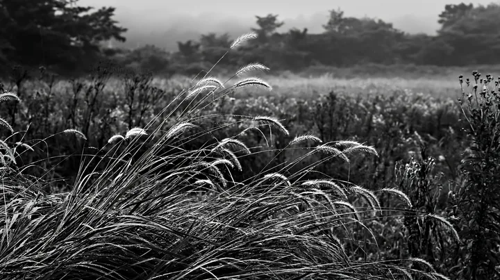 Black and white iwate rain refreshed meadow seedhead in the foreground - AI-generated stock image