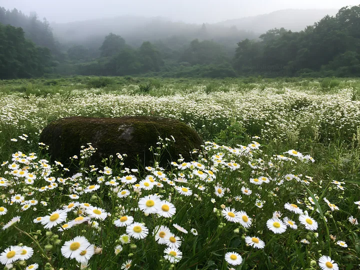 Shimane misty meadow with moss covered stone and wildflowers - AI-generated stock image