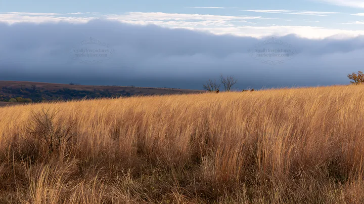 Seedhead meadow with tall grass and distant clouds - AI-generated stock image