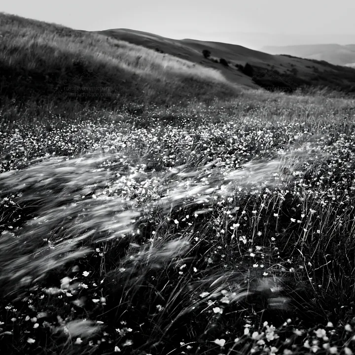 Colorful buttercup meadow in a rolling landscape - AI-generated stock image