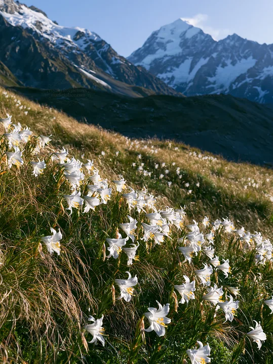 Snowline meadow with blooming flowers and mountain backdrop - AI-generated stock image