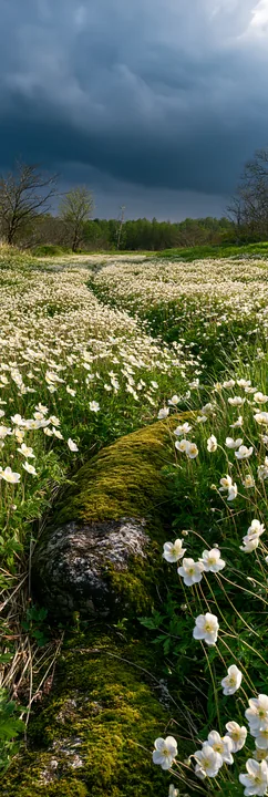 Miyagi spring recovery meadow mossy stone captures wildflowers - AI-generated stock image