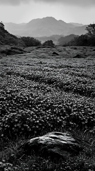 Hiroshima rainy meadow with smooth rock in the foreground - AI-generated stock image