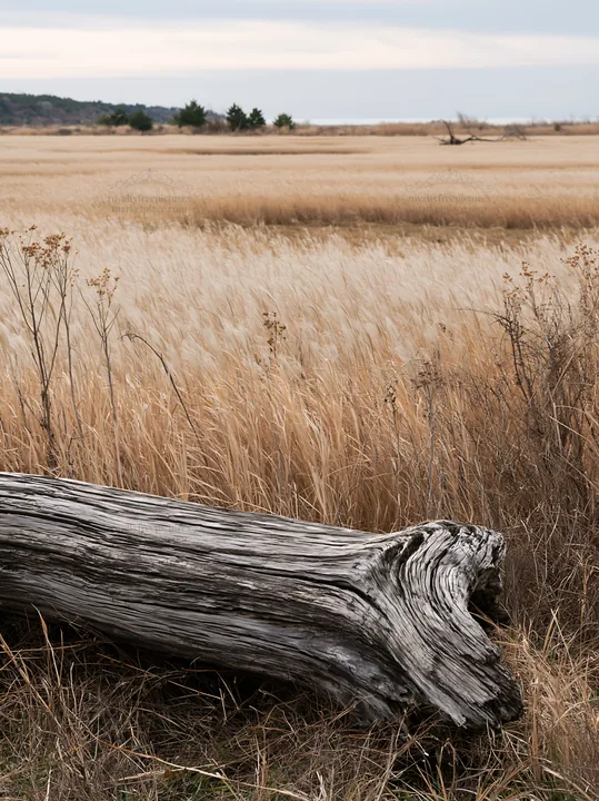 Chiba coastal climate meadow with driftwood in the foreground - AI-generated stock image