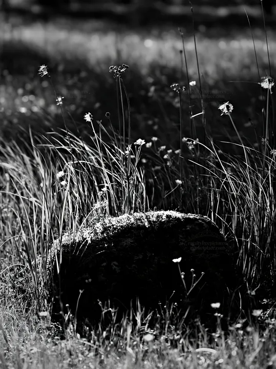 Black and white miyagi spring recovery meadow mossy stone with grass and flowers - AI-generated stock image