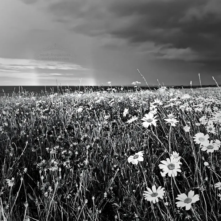 Black and white cornflower meadow website header image - AI-generated stock image