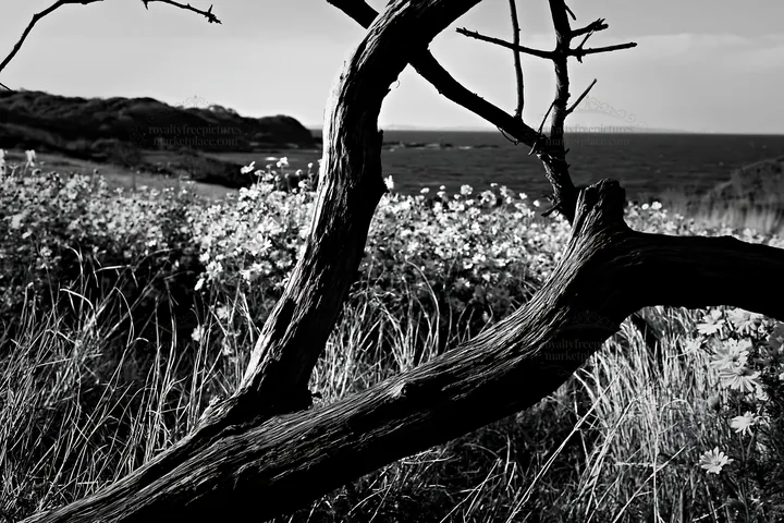 Black and white chiba coastal climate meadow with driftwood and flowers - AI-generated stock image