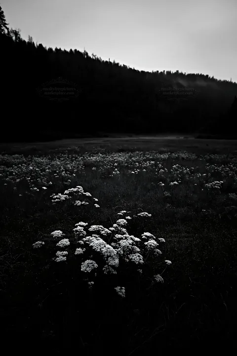 Black and white rainy valley meadow with white flowers in a natural setting - AI-generated stock image