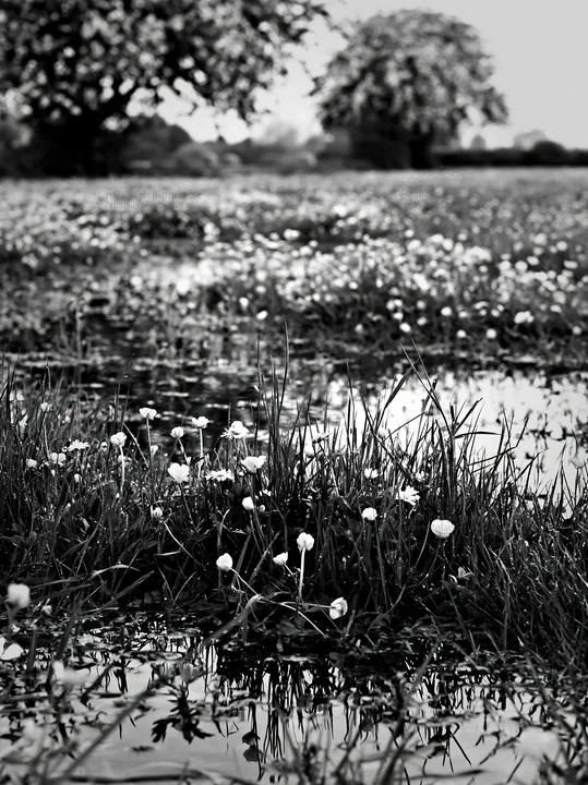 Spring orchard meadow with flowers and water reflections - AI-generated stock image