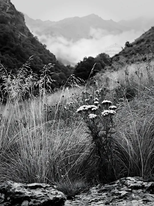 Climate-resilient meadow in the mountains during cloudy weather - AI-generated stock image